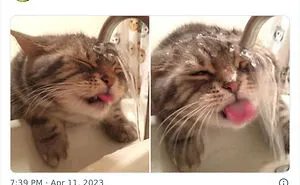 50 Hilarious Photos Of Cats Getting Into Places Where They Probably Shouldn’t Be (New Pics)