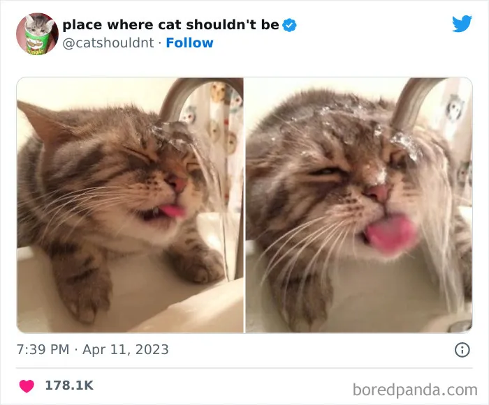 Cats-Where-Shouldnt-Be-Pictures