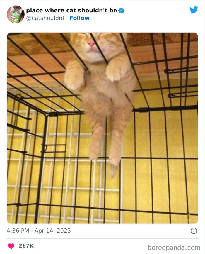 40 Gatos metiéndose en los lugares más extraños e inusuales donde no deberían estar