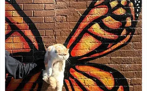 "Cats That Heal Your Depression": 50 Pics Of Adorable Felines Who Don't Even Know What Power They Hold