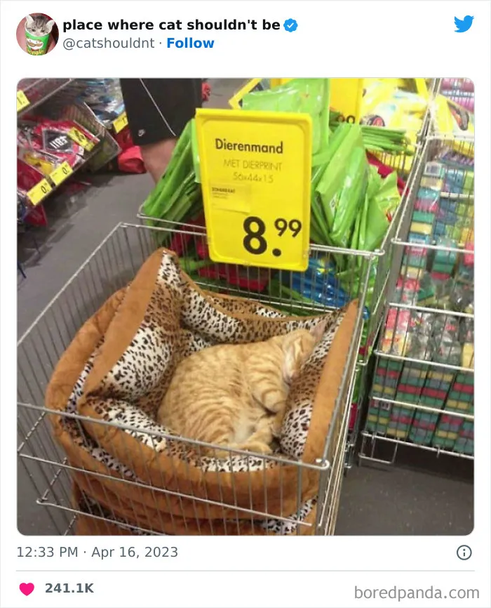 40 Gatos metiéndose en los lugares más extraños e inusuales donde no deberían estar