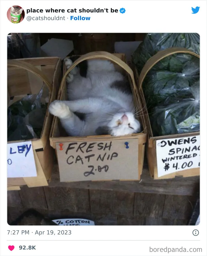 50 Hilarious Photos Of Cats Getting Into Places Where They Probably Shouldn’t Be (New Pics)