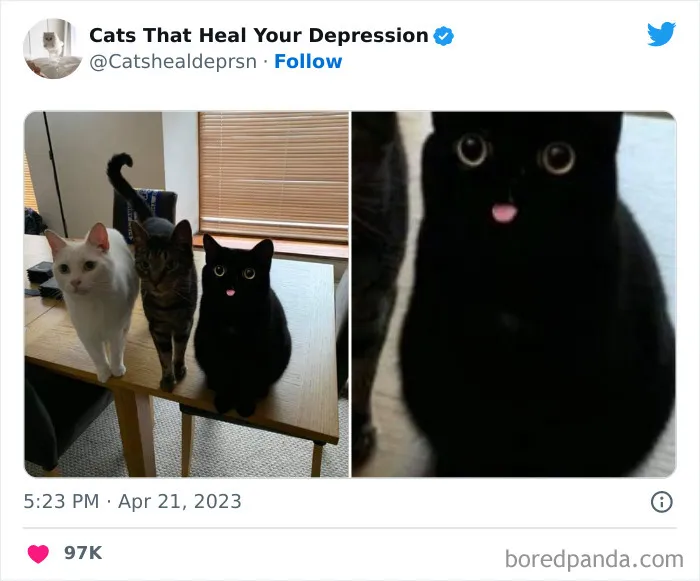 "Cats That Heal Your Depression": 50 Pics Of Adorable Felines Who Don't Even Know What Power They Hold