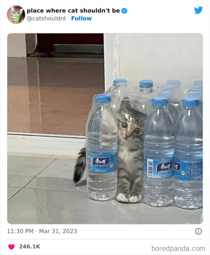 40 Gatos metiéndose en los lugares más extraños e inusuales donde no deberían estar