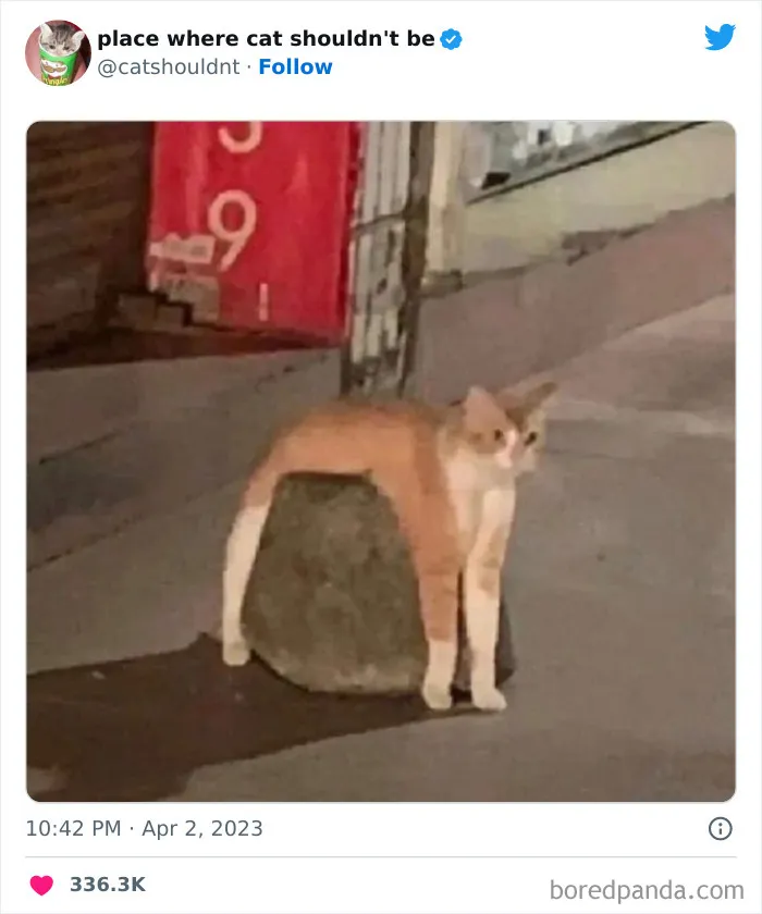 40 Gatos metiéndose en los lugares más extraños e inusuales donde no deberían estar