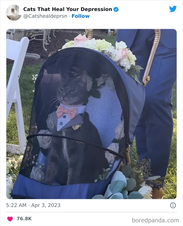 45 Adorables fotos de "gatitos que curan tu depresión", y realmente funcionan