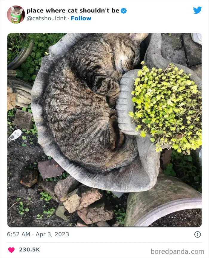 40 Gatos metiéndose en los lugares más extraños e inusuales donde no deberían estar
