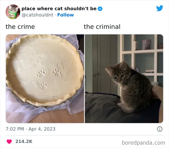 50 Hilarious Photos Of Cats Getting Into Places Where They Probably Shouldn’t Be (New Pics)