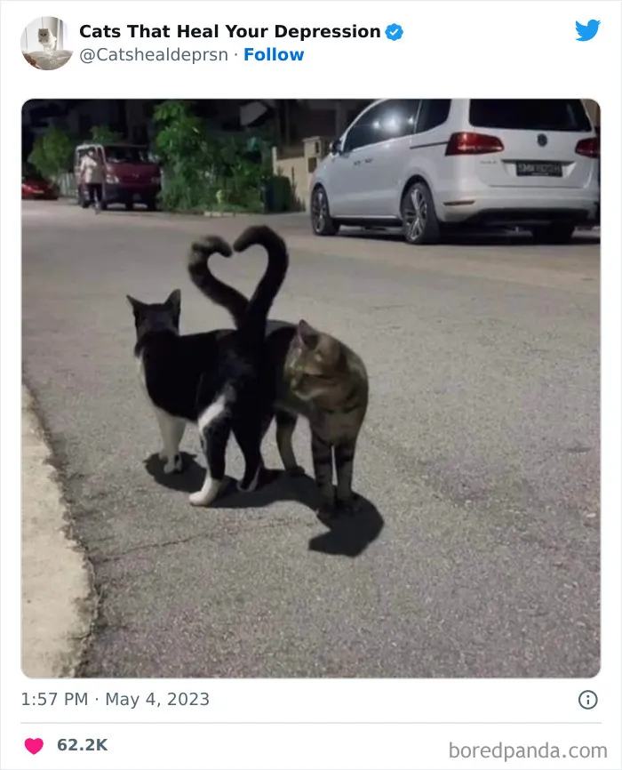 45 Adorables fotos de "gatitos que curan tu depresión", y realmente funcionan
