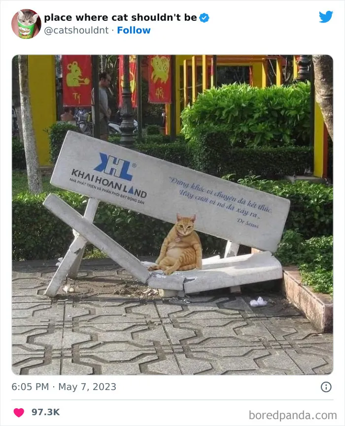 40 Gatos metiéndose en los lugares más extraños e inusuales donde no deberían estar