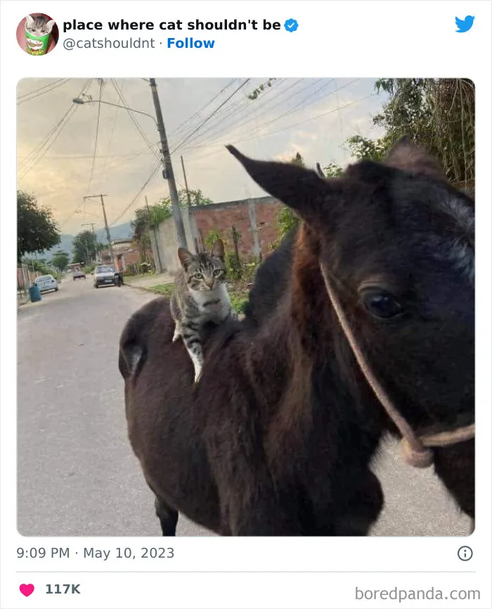 40 Gatos metiéndose en los lugares más extraños e inusuales donde no deberían estar