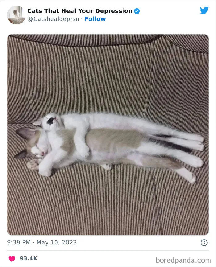 45 Adorables fotos de "gatitos que curan tu depresión", y realmente funcionan