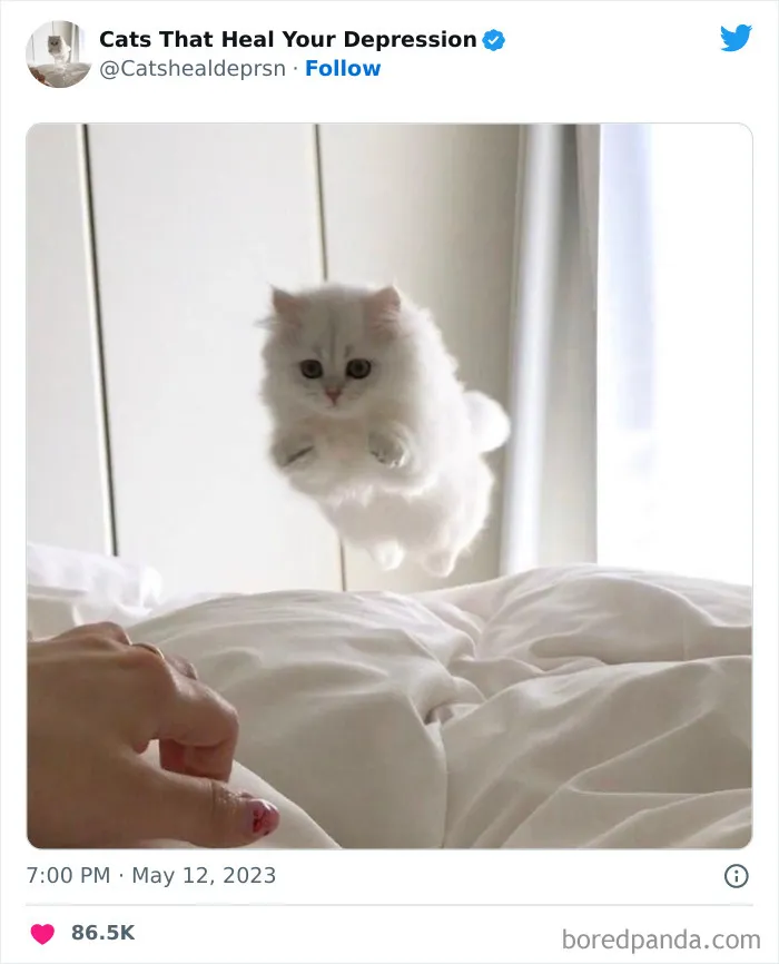 45 Adorables fotos de "gatitos que curan tu depresión", y realmente funcionan