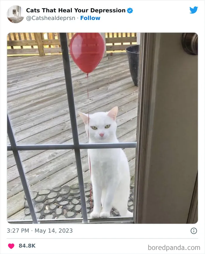 45 Adorables fotos de "gatitos que curan tu depresión", y realmente funcionan