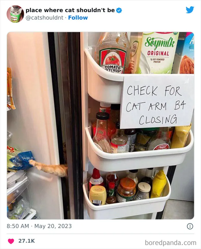 50 Hilarious Photos Of Cats Getting Into Places Where They Probably Shouldn’t Be (New Pics)
