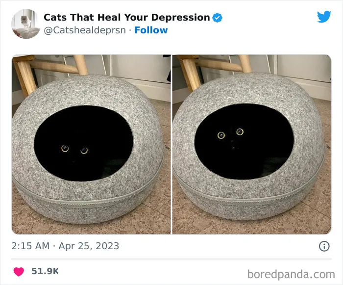45 Adorables fotos de "gatitos que curan tu depresión", y realmente funcionan