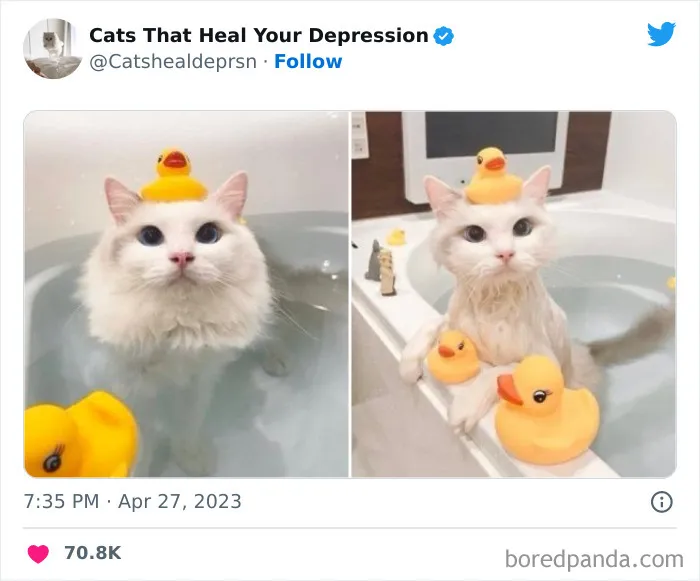 45 Adorables fotos de "gatitos que curan tu depresión", y realmente funcionan