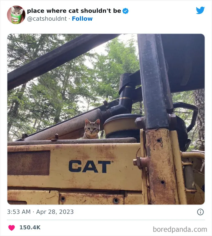 40 Gatos metiéndose en los lugares más extraños e inusuales donde no deberían estar