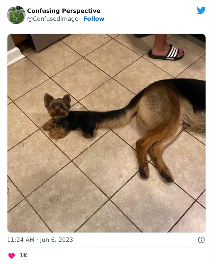 40 Fotos realmente confusas que parecen editadas hasta que las miras dos veces, compartidas por esta cuenta de Twitter