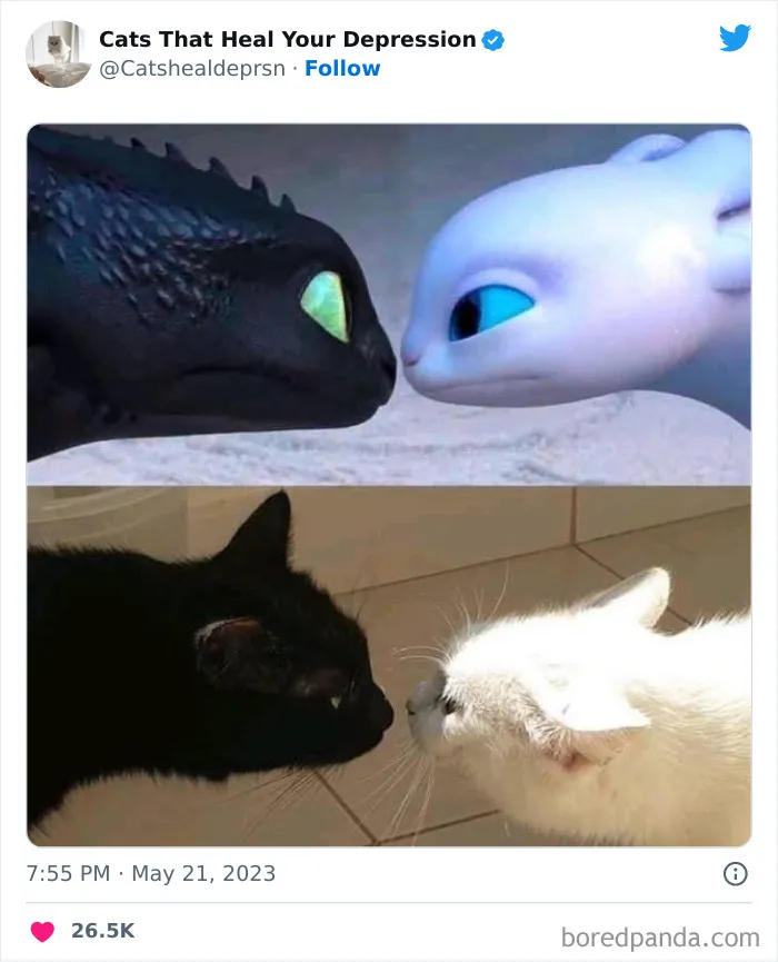 45 Adorables fotos de "gatitos que curan tu depresión", y realmente funcionan