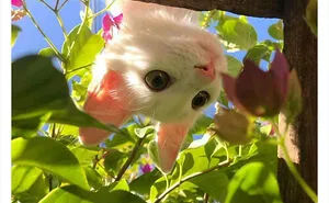 "Cats That Heal Your Depression": 50 Pics Of Adorable Felines Who Don't Even Know What Power They Hold