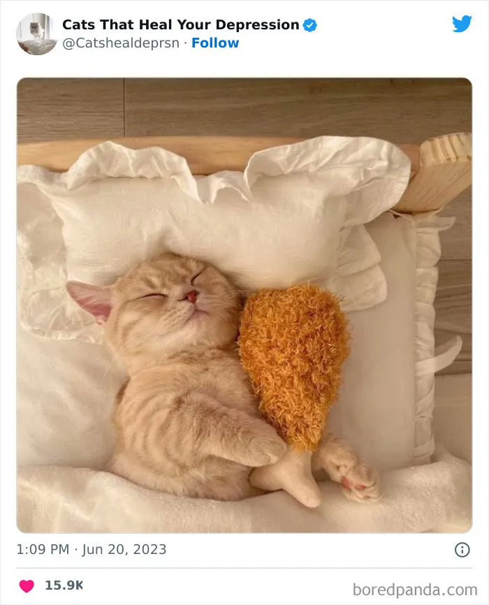 45 Adorables fotos de "gatitos que curan tu depresión", y realmente funcionan