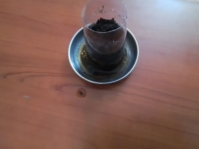 My Plant