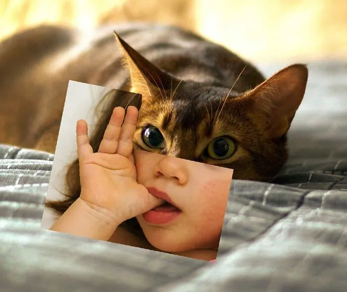 This Artist Creates Peculiar Collages Featuring Cat Photos, And Here Are His 30 Best Works