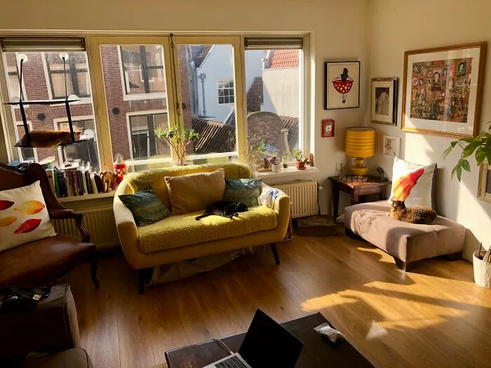 Three Cats In An Amsterdam Sunny Space