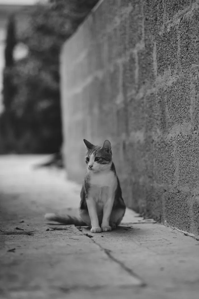 The Diversity Of Stray Cats Living On The Streets In Limassol, Cyprus That I Captured (22 Pics)