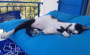 Hey Pandas, Post A Pic Of Your Rescue Or Disabled Animal (Closed)