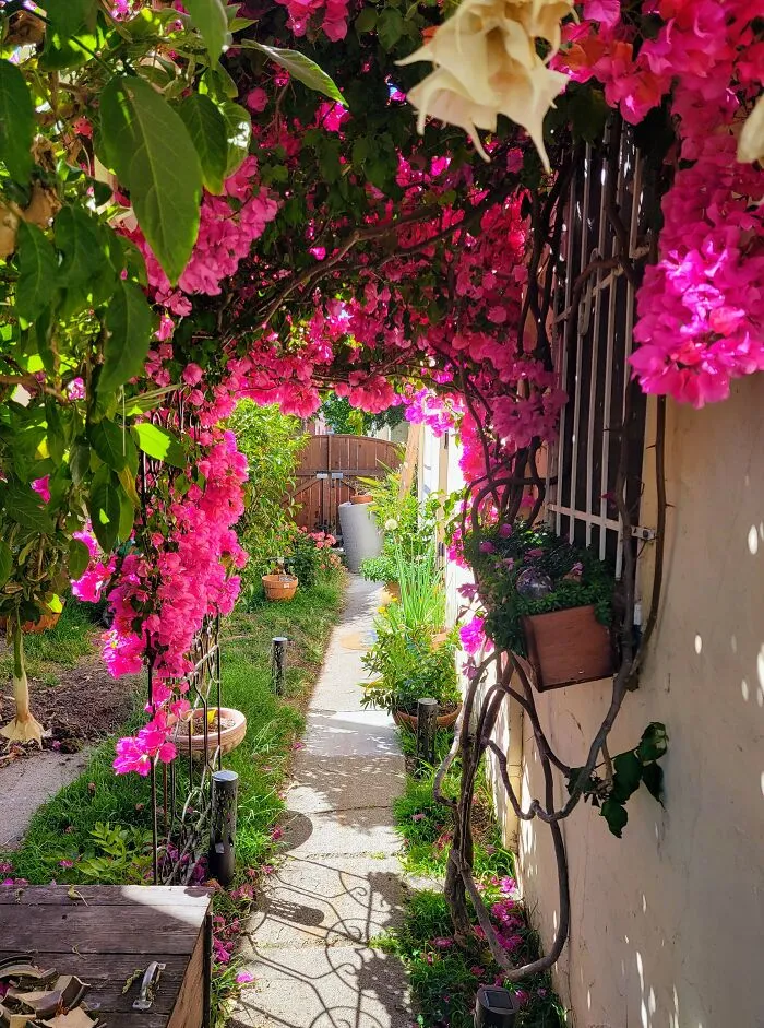 Recklessly Pink