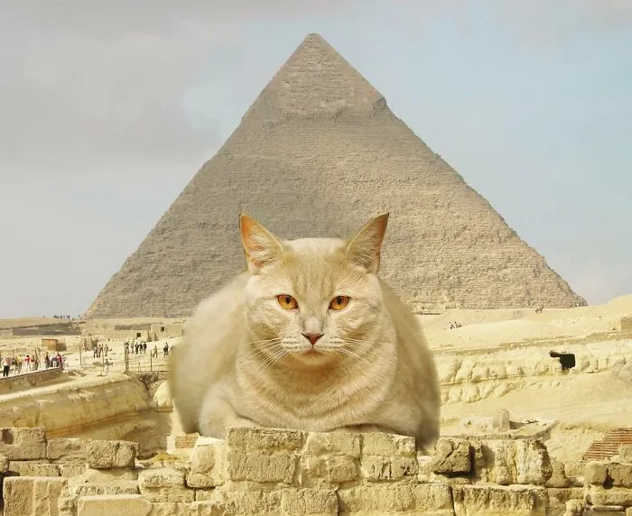 This Artist Creates Peculiar Collages Featuring Cat Photos, And Here Are His 30 Best Works