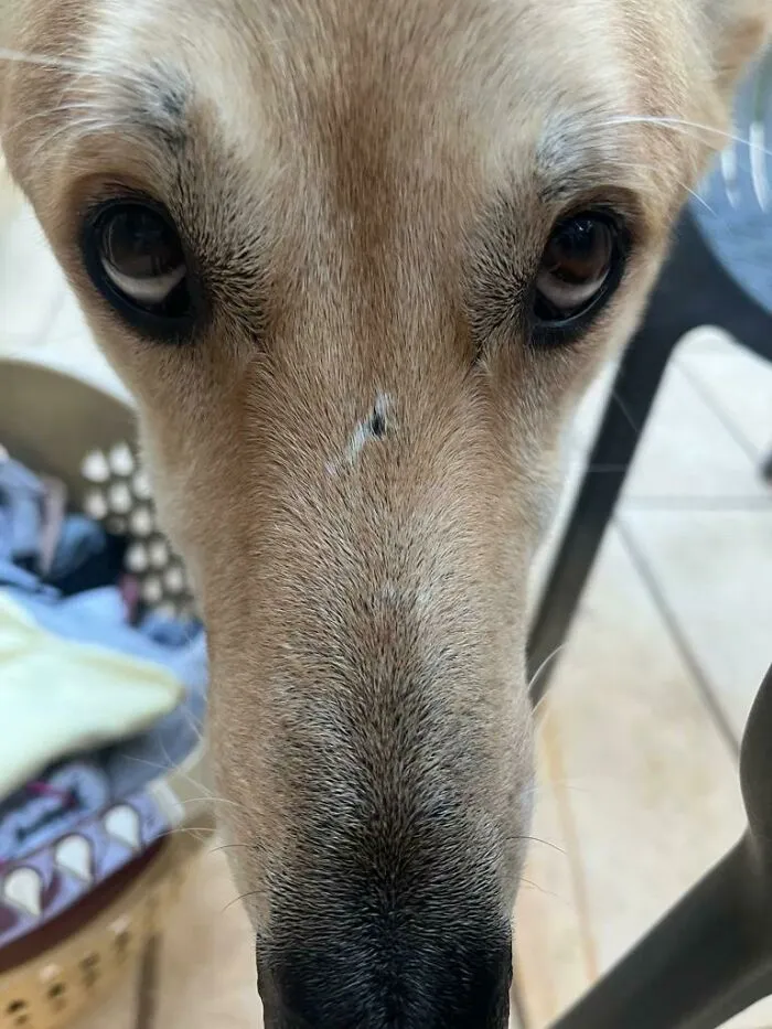 Who Said Selfies Make Your Nose Look Long?