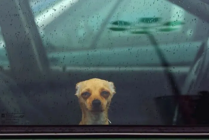 Las 35 mejores imágenes de animales compartidas por esta página de Instagram