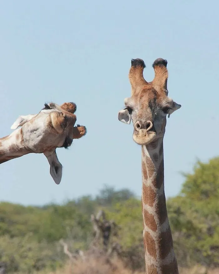 Las 35 mejores imágenes de animales compartidas por esta página de Instagram