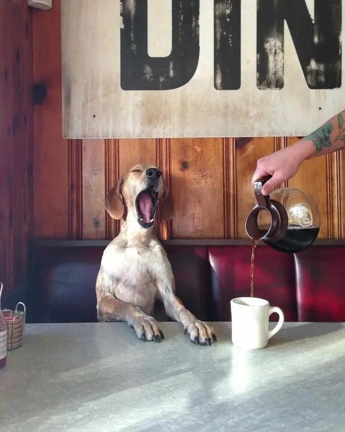 Las 35 mejores imágenes de animales compartidas por esta página de Instagram