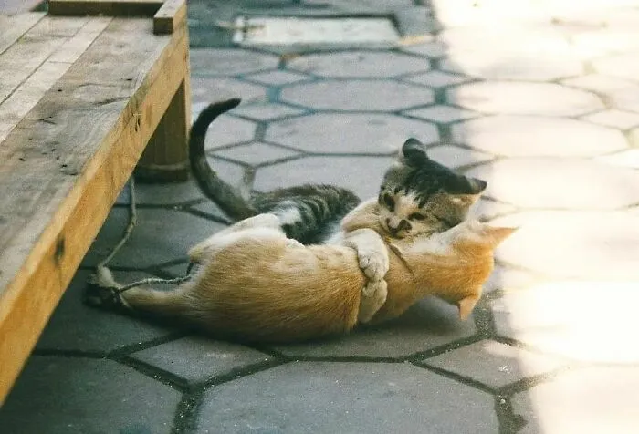 Las 35 mejores imágenes de animales compartidas por esta página de Instagram