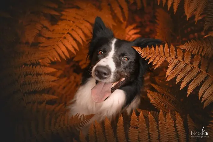I Took 30 Photographs Capturing The Whimsical Side Of Dogs