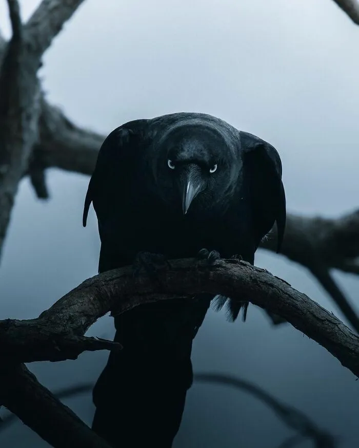 Las 35 mejores imágenes de animales compartidas por esta página de Instagram