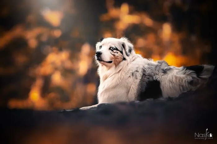I Took 30 Photographs Capturing The Whimsical Side Of Dogs