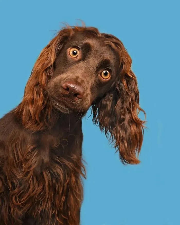 Las 35 mejores imágenes de animales compartidas por esta página de Instagram
