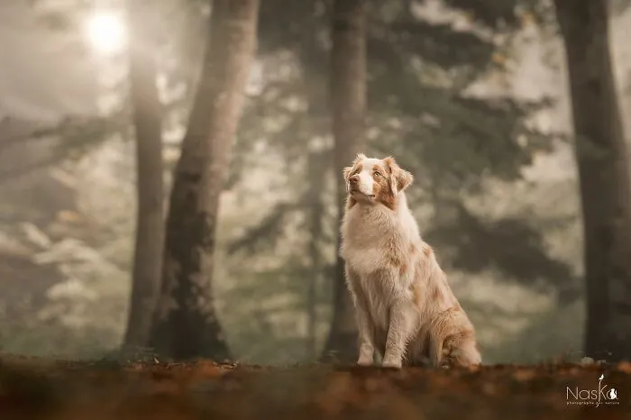 I Took 30 Photographs Capturing The Whimsical Side Of Dogs