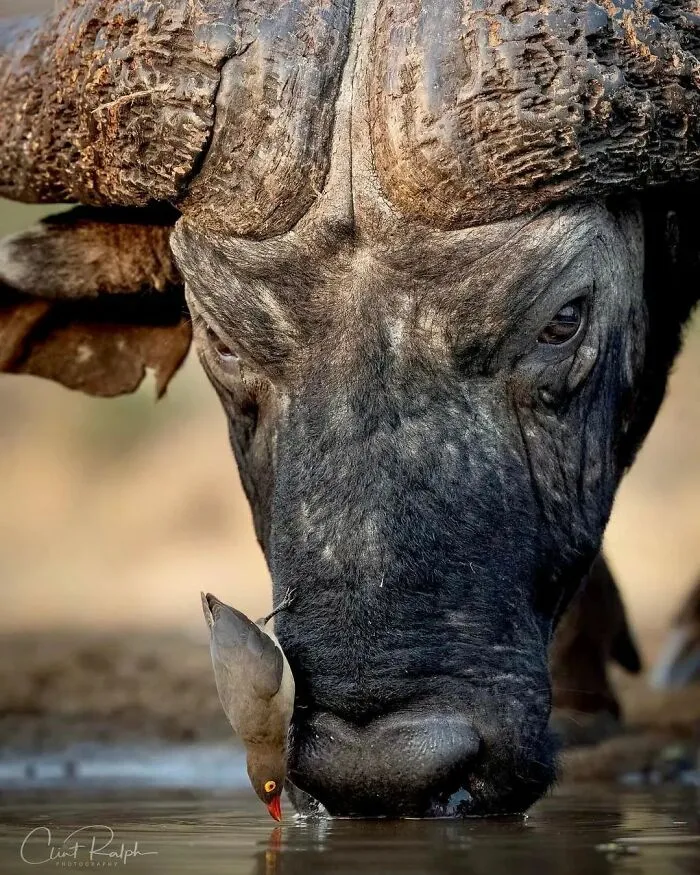Las 35 mejores imágenes de animales compartidas por esta página de Instagram