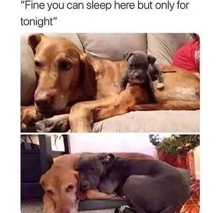 50 Wholesome Memes And Posts That Remind Us The World Isn’t All Bad, As Shared In This Facebook Group