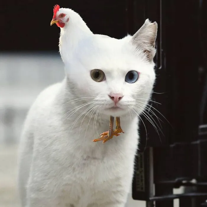 This Artist Creates Peculiar Collages Featuring Cat Photos, And Here Are His 30 Best Works