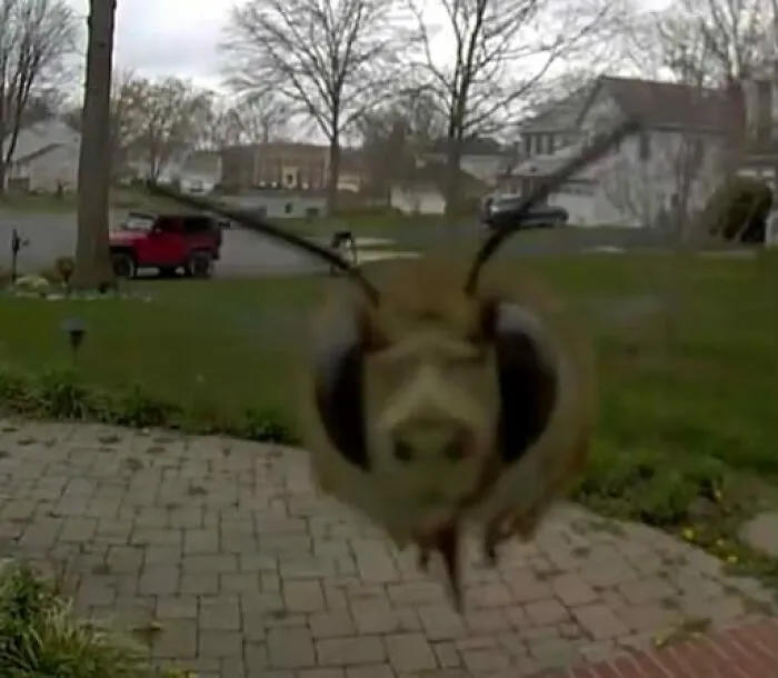 Esta abeja viene a mi puerta todos los días