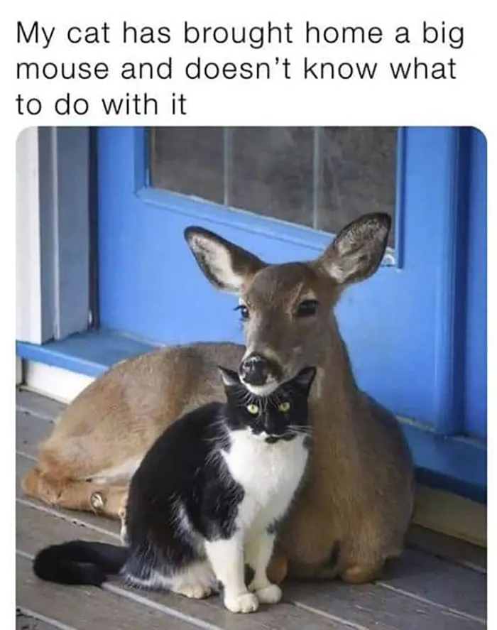 50 Wholesome Memes And Posts That Remind Us The World Isn’t All Bad, As Shared In This Facebook Group