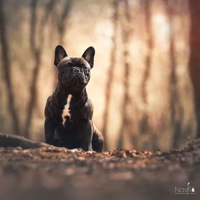 I Took 30 Photographs Capturing The Whimsical Side Of Dogs