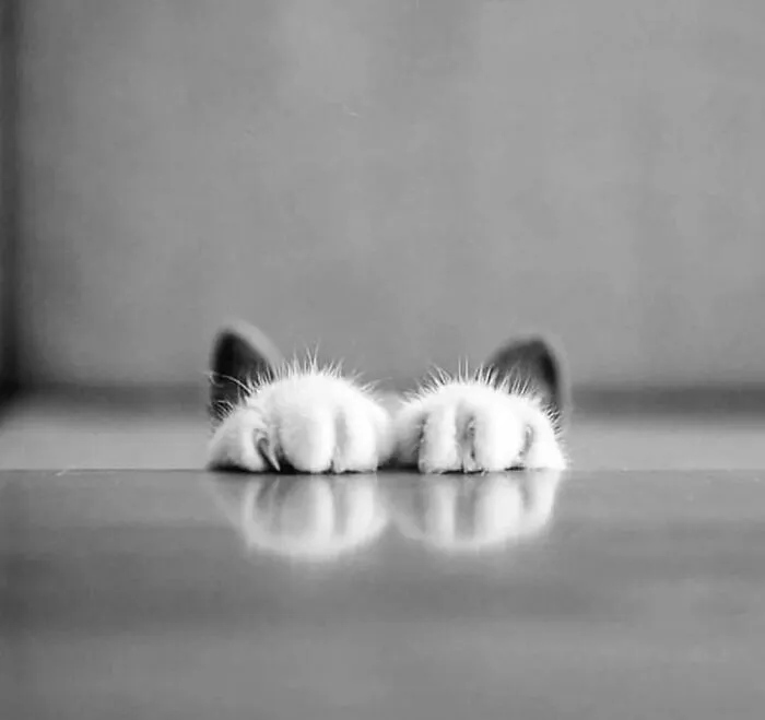 Las 35 mejores imágenes de animales compartidas por esta página de Instagram